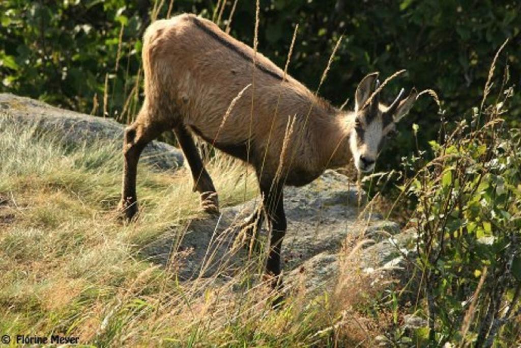 Location Elfe Leilighet Stosswihr Eksteriør bilde